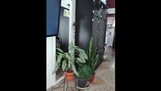 Cute colombiana dancing sexy